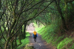 Camino de Santiago (norte)